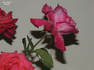 DSCN1844