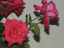 DSCN1846