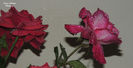 DSCN1848
