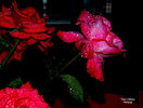 DSCN1854