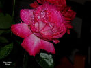 DSCN1856