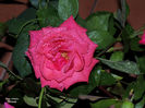 DSCN1861