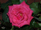 DSCN1863