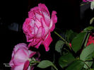 DSCN1867