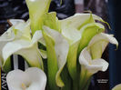 DSCN4979