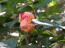 DSCN6815