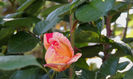 DSCN6816