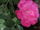 RSCN1827