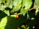 DSCN5425