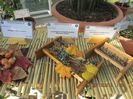 IMG_0651