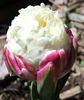 Ice Cream Tulip