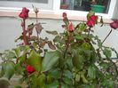 Picture 018