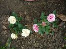 minirose
