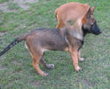 female- 2 months (Freud of Braveheart Oradinum & Greta of Braveheart Oradinum)