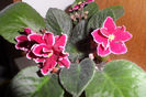 SAM_1570