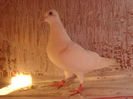 Picture 1732