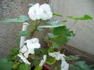PICT0130
