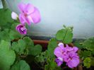 PICT0132