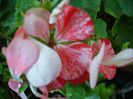 PICT0139