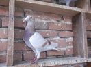 DSCF9768
