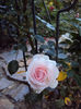DSC00974