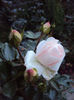 DSC00975