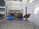 prepelite ornamentale prepelita mexicana sau scaled quail 003