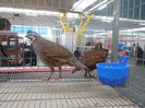 prepelite ornamentale prepelita mexicana sau scaled quail 006