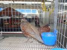 prepelite ornamentale prepelita mexicana sau scaled quail 008