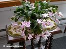 schlumbergera03g