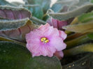 DSCN5224