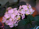 DSCN5226
