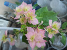 DSCN5219