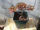 cotoneaster 2013