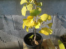 ginkgo 2013