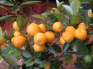 acrisor astringent,,,,,