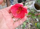 abutilon de octombrie