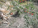Ramura goji 2