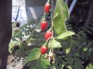 Primele fructe-iunie 2011