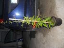 Planta goji in ghiveci