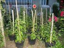Plante goji la ghiveci