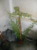 Planta goji in ghiveci-2011