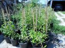 Goji 40-50cm