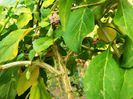Ramura goji big