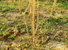 Goji lasat cu mai multe ramuri de jos-2