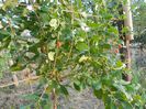 Arbust goji inceput fructificare goji big