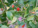 Fructe goji big