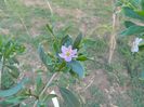 Floare lycium barbarum-goji