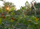 Picture 041(1)