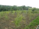 Picture 043(1)